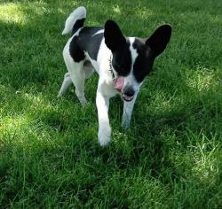Lost Male Dog last seen Southern & Atlantic, Rio Rancho, NM 87124