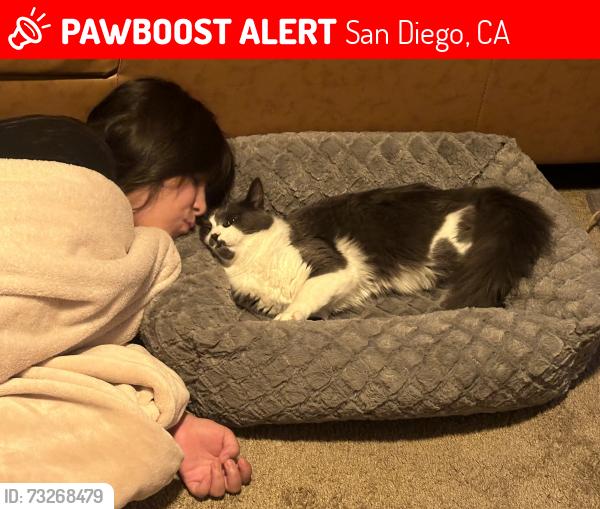 Lost Male Cat last seen Crescent, San Diego, CA 92154