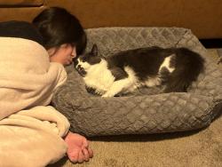 Lost Male Cat last seen Crescent, San Diego, CA 92154