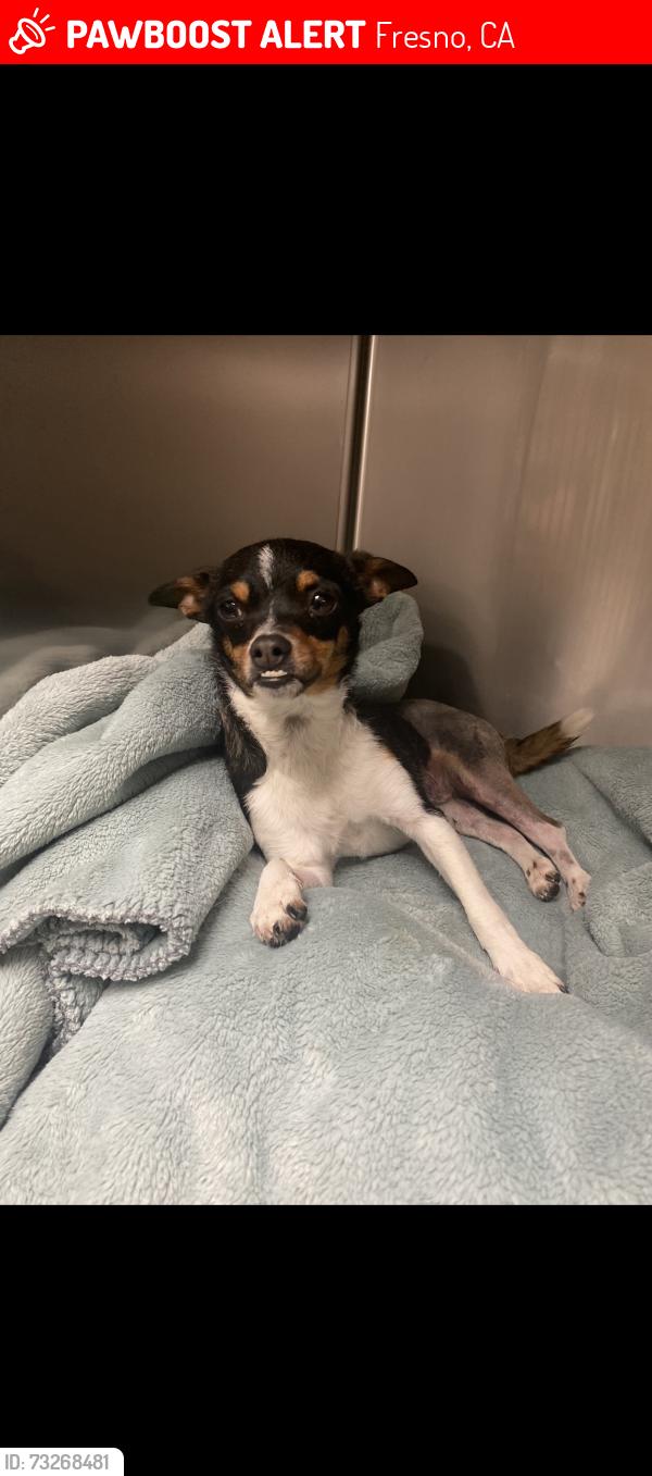 Lost Female Dog last seen Fruit and manning, Fresno, CA 93706