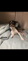 Lost Female Dog last seen Fruit and manning, Fresno, CA 93706