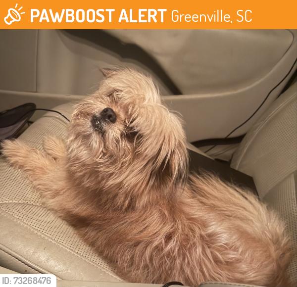 Found/Stray Unknown Dog last seen 6th street and 2nd avenue near Judson Mill, Greenville, SC 29605