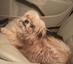 Found/Stray Unknown Dog last seen 6th street and 2nd avenue near Judson Mill, Greenville, SC 29605