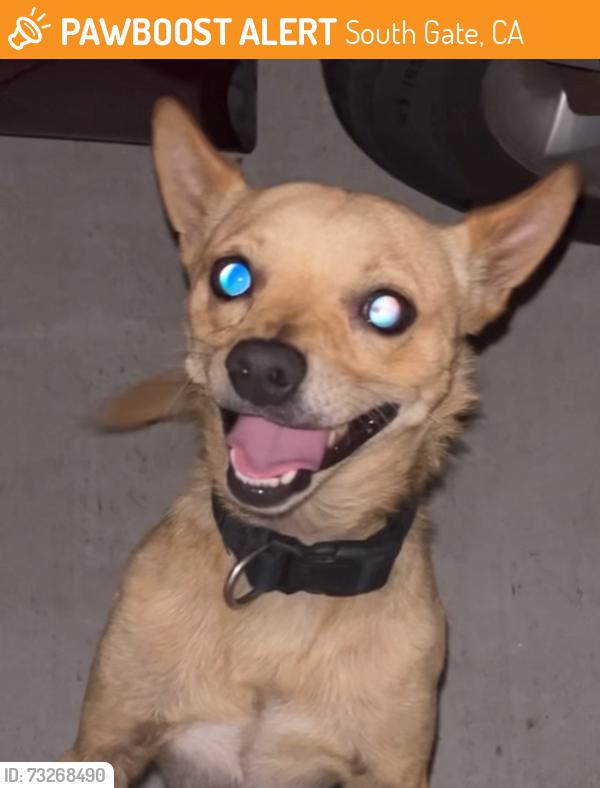 Found/Stray Male Dog last seen Seville, South Gate, CA 90280