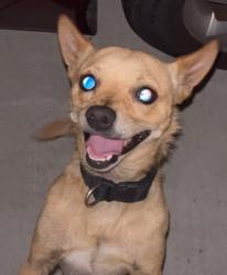 Found/Stray Male Dog last seen Seville, South Gate, CA 90280