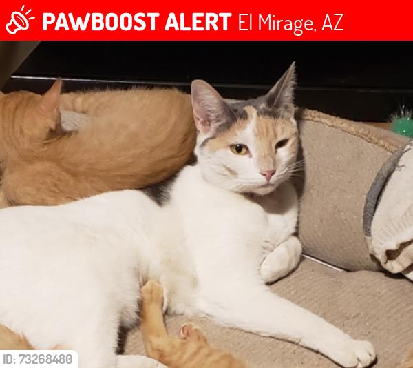 Lost Female Cat last seen El Mirage/ Home, El Mirage, AZ 85335