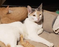 Lost Female Cat last seen El Mirage/ Home, El Mirage, AZ 85335