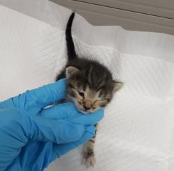 Shelter Stray Female Cat last seen bushes by Oakland Zoo, Oakland, CA, 1101 29th Ave, Oakland, CA 94601, USA