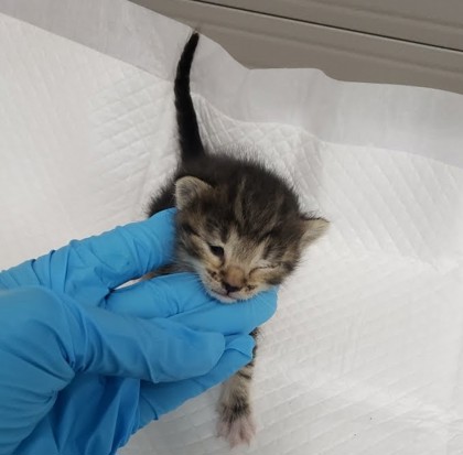 Shelter Stray Female Cat last seen bushes by Oakland Zoo, Oakland, CA, 1101 29th Ave, Oakland, CA 94601, USA
