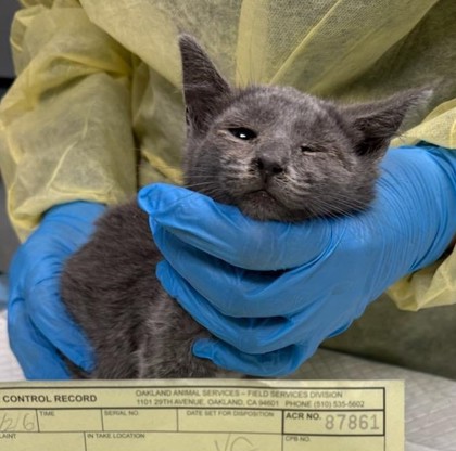 Shelter Stray Female Cat last seen Near 63rd St, Oakland, CA, 1101 29th Ave, Oakland, CA 94601, USA