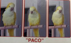 Lost Male Bird last seen Walnut Creek, Pembroke Pines, FL 33026