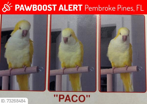 Lost Male Bird last seen Walnut Creek, Pembroke Pines, FL 33026