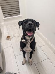 Found/Stray Female Dog last seen Along the westbound 1-30 access road between Mary's Creek cutoff and Linkcrest drive, Tarrant County, TX 76008