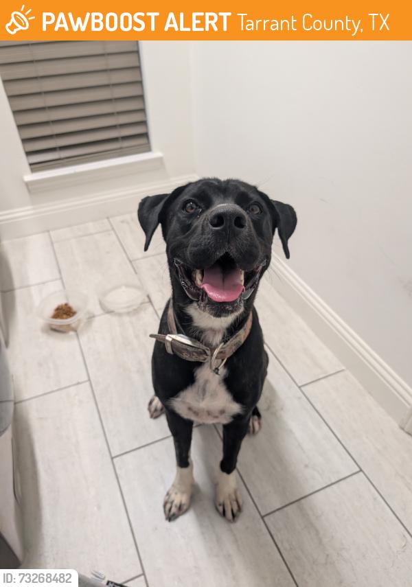 Found/Stray Female Dog last seen Along the westbound 1-30 access road between Mary's Creek cutoff and Linkcrest drive, Tarrant County, TX 76008
