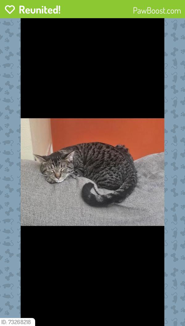 Reunited Male Cat last seen Ponderosa elementary, Post Falls, ID 83854