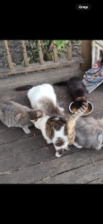 Lost Female Cat last seen Suburban Dr. and Christopher St. just off County Road 17, Elkhart, IN 46516
