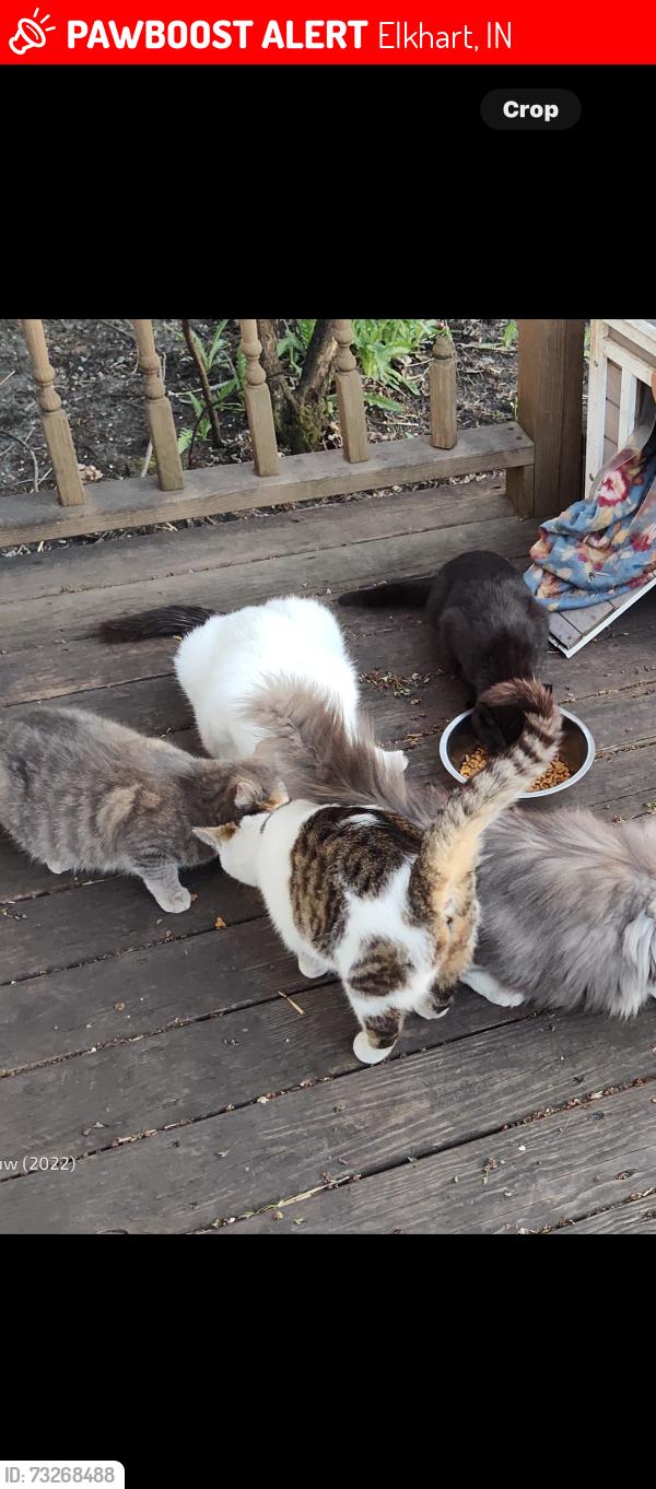 Lost Female Cat last seen Suburban Dr. and Christopher St. just off County Road 17, Elkhart, IN 46516