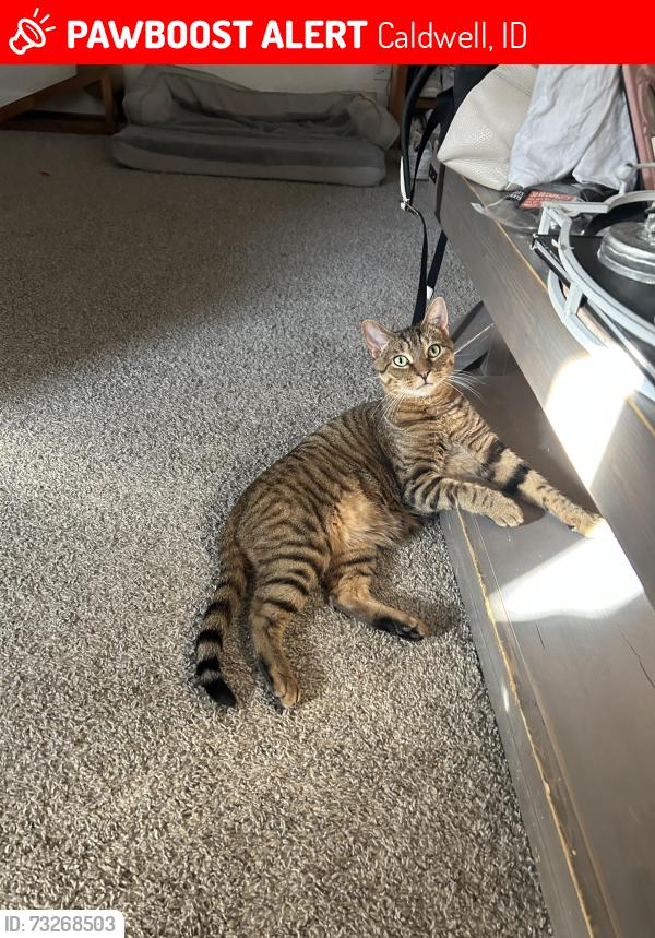 Lost Male Cat last seen He was in our hse the last I saw him, Caldwell, ID 83605