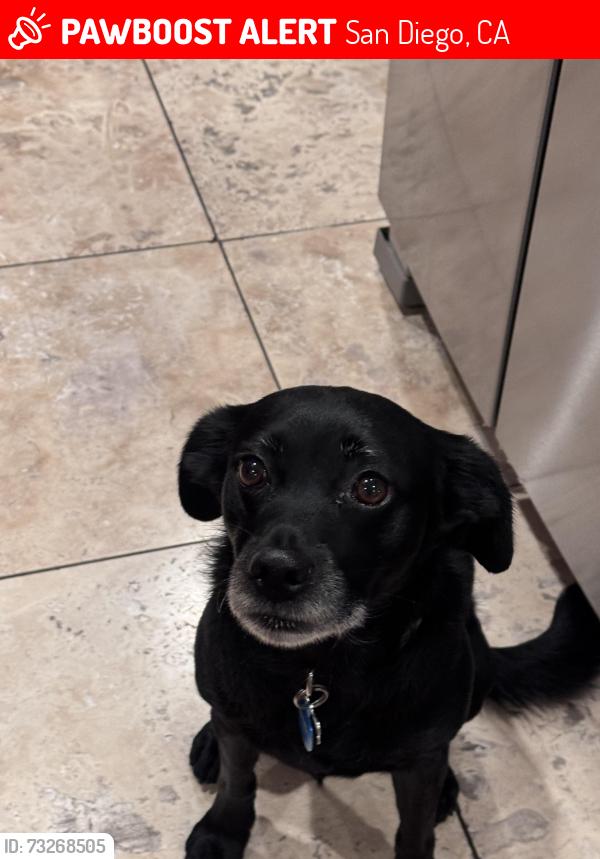Lost Male Dog last seen Landis, San Diego, CA 92105