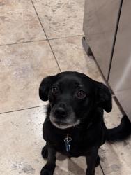 Lost Male Dog last seen Landis, San Diego, CA 92105