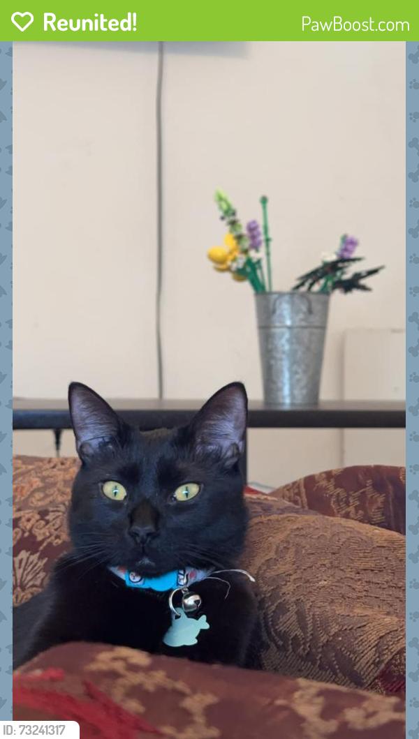 Reunited Male Cat last seen Main Street Hudson nc redwood park, Hudson, NC 28638