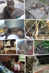 Lost Male Cat last seen Live Oak School, Santa Cruz, CA 95062
