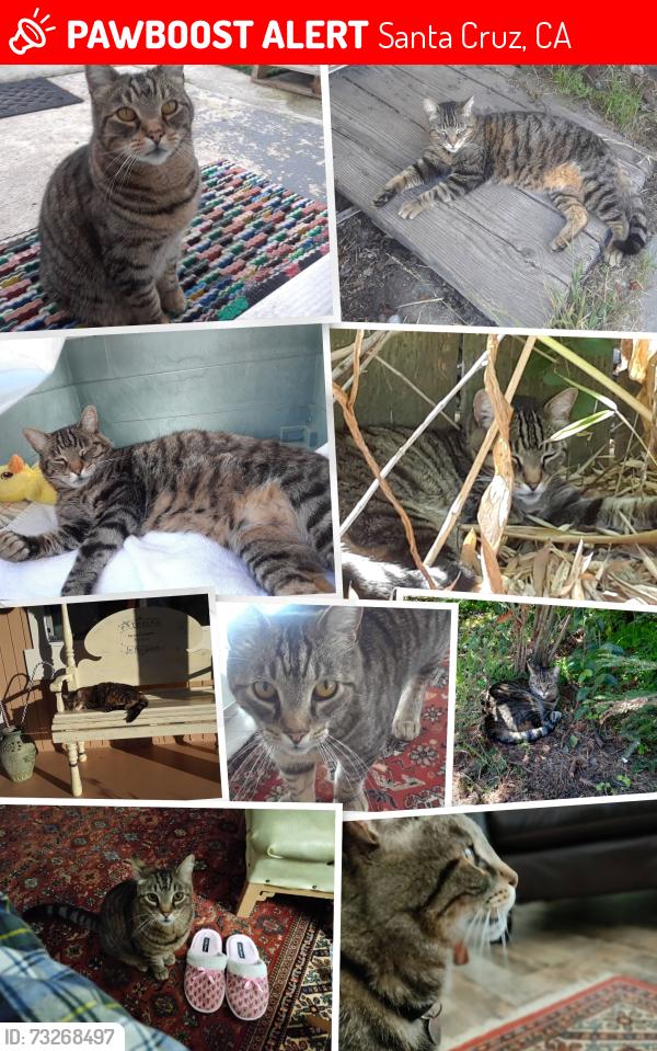 Lost Male Cat last seen Live Oak School, Santa Cruz, CA 95062