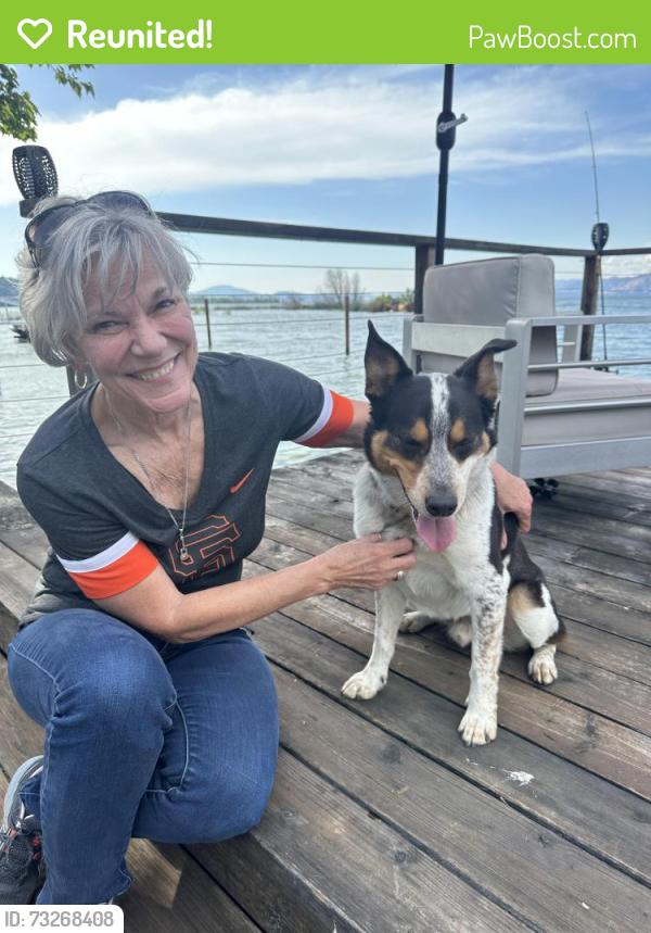 Reunited Male Dog last seen Effie ct, Brentwood, CA 94513