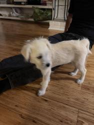 Found/Stray Female Dog last seen Granada Rd, El Sobrante, CA 94803