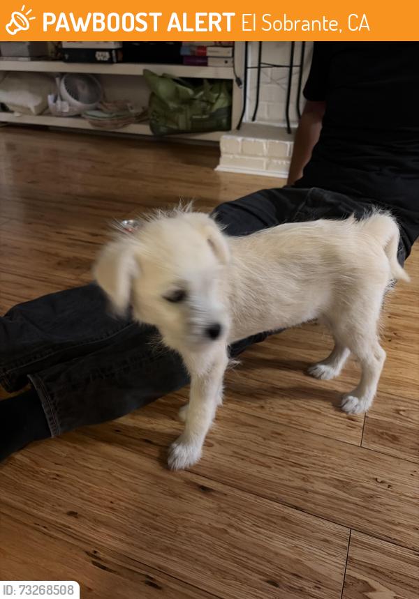 Found/Stray Female Dog last seen Granada Rd, El Sobrante, CA 94803