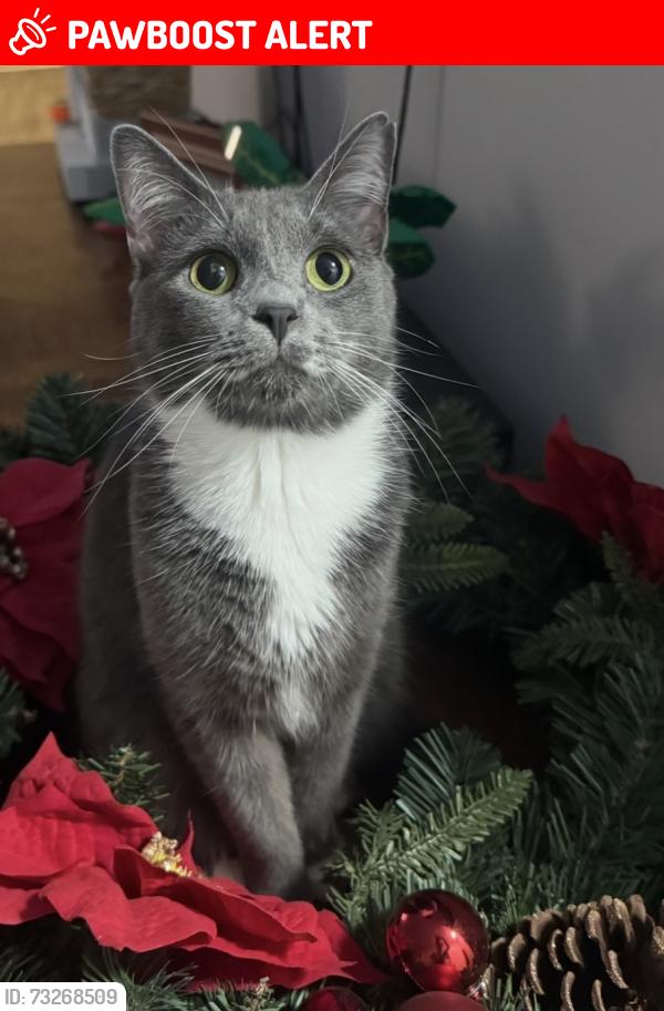 Lost Female Cat last seen Mountainbrook Ave by Palmetto Creek s, North Charleston, SC 29420