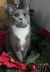 Lost Female Cat last seen Mountainbrook Ave by Palmetto Creek s, North Charleston, SC 29420