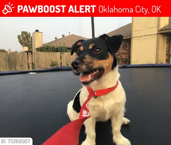 Lost Male Dog last seen Near NW 115th St Oklahoma City Oklahoma 73114, Oklahoma City, OK 73114