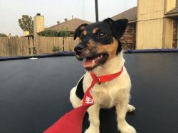 Lost Male Dog last seen Near NW 115th St Oklahoma City Oklahoma 73114, Oklahoma City, OK 73114