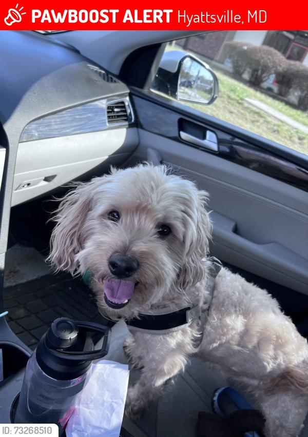 Lost Male Dog last seen Riggs rd and Chapman Rd, Hyattsville, MD 20783