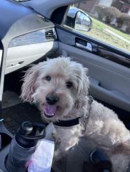 Lost Male Dog last seen Riggs rd and Chapman Rd, Hyattsville, MD 20783