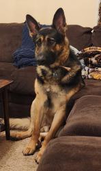 Reunited Male Dog last seen Intersection of Church Pond Rd. & Guinea Station, Spotsylvania County, VA 22407
