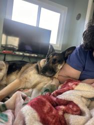 Lost Male Dog last seen Kansas Ave and Soscol Avenue, Napa, CA 94559