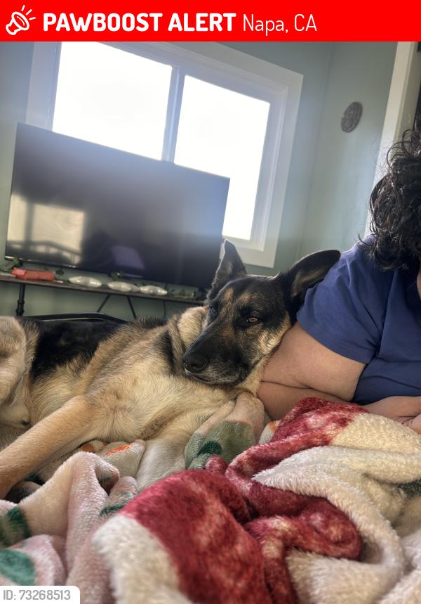 Lost Male Dog last seen Kansas Ave and Soscol Avenue, Napa, CA 94559