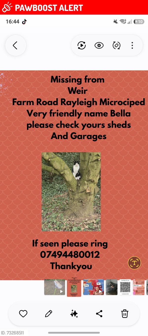 Lost Female Cat last seen Shell Garage, Essex, England SS6 7AG