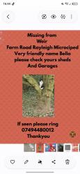 Lost Female Cat last seen Shell Garage, Essex, England SS6 7AG