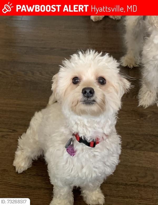 Lost Female Dog last seen Riggs rd and Chapman rd, Hyattsville, MD 20783