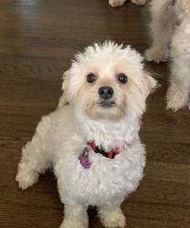 Lost Female Dog last seen Riggs rd and Chapman rd, Hyattsville, MD 20783