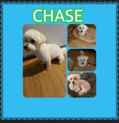 Lost Male Dog last seen Waldon road , Sharpes Circle., Charlotte, NC 28214