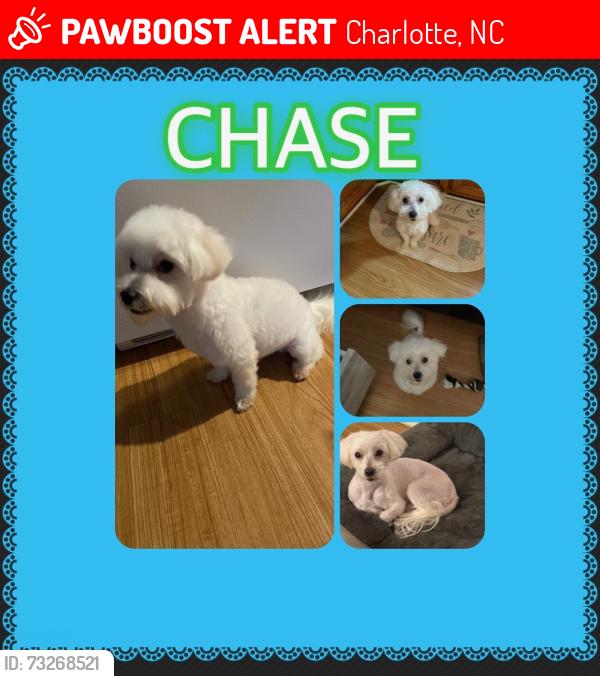 Lost Male Dog last seen Waldon road , Sharpes Circle., Charlotte, NC 28214