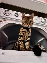 Reunited Male Cat last seen Golden Lantern Albertsons, Laguna Niguel, CA 92677