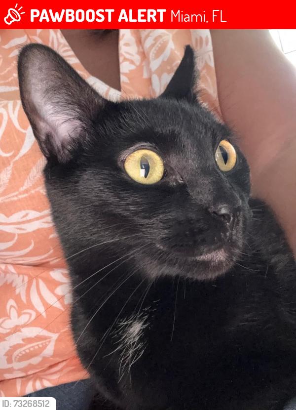 Lost Female Cat last seen Near Street SW 103 Place, Miami, FL 33157