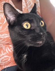 Lost Female Cat last seen Near Street SW 103 Place, Miami, FL 33157