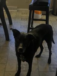 Reunited Male Dog last seen 88th and Quigley, Westminster, CO 80031