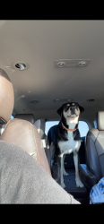 Lost Female Dog last seen Near Ratliff st, San Benito, TX 78586